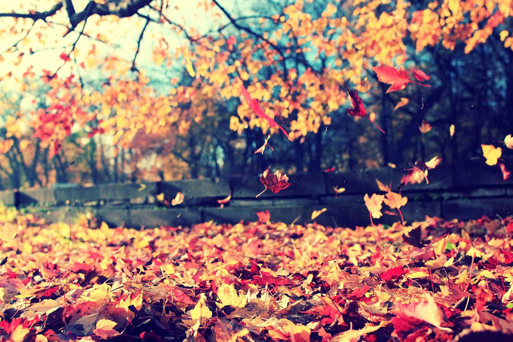 fall autumn_298140752